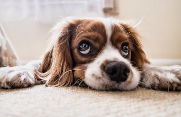Pets Pets